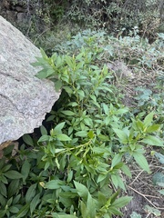 Phytolacca