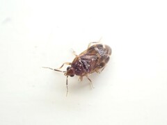 Anthocoridae