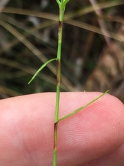 Schoenus maschalinus