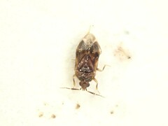 Anthocoridae