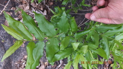 Combretum