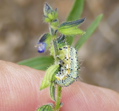 Alypiodes bimaculata