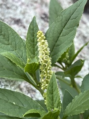 Phytolacca
