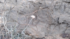 Helichrysum glumaceum