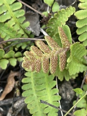 Asplenium phillipsianum