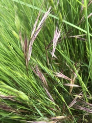 Bromus rubens