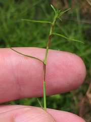 Schoenus maschalinus