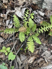 Asplenium phillipsianum