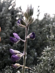 Lupinus chamissonis