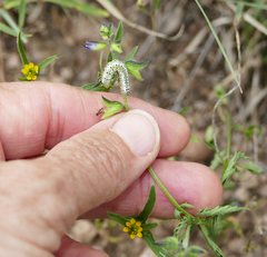 Alypiodes bimaculata