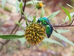 Stilbum
