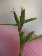 Schoenus maschalinus