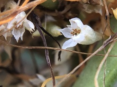 Cuscuta pacifica