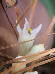 Cuscuta pacifica