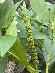 Phytolacca