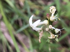 Stackhousia subterranea