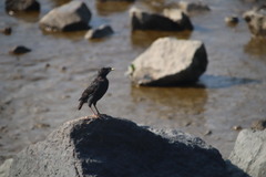 Acridotheres cristatellus