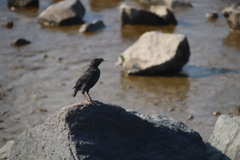 Acridotheres cristatellus