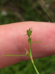 Schoenus maschalinus