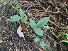 Tetrastigma formosanum