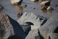 Acridotheres cristatellus