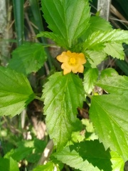 Malvastrum coromandelianum