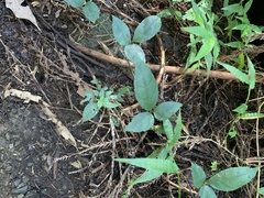 Tetrastigma formosanum