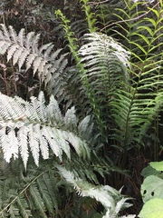 Blechnum capense