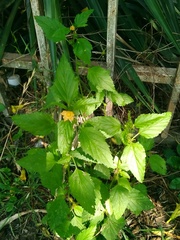 Malvastrum coromandelianum