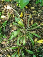 Plantago