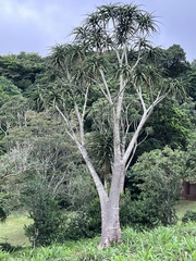 Aloidendron barberae