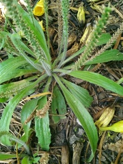 Plantago
