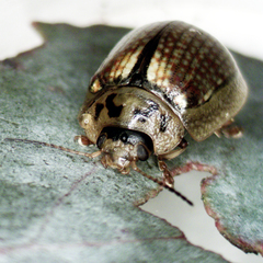 Paropsisterna agricola