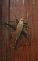 Eneoptera