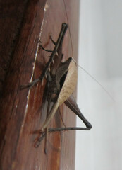 Eneoptera