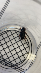 Pseudoophonus