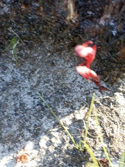 Disa