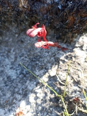 Disa