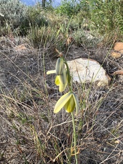 Albuca cooperi