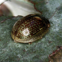 Paropsisterna agricola