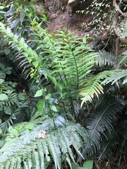 Blechnum capense
