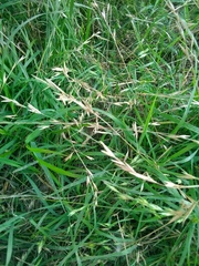Bromus catharticus