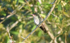 Hylocharis chrysura