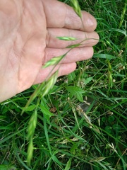 Bromus catharticus