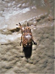 Toxonotus cornutus