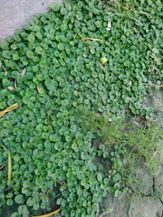 Dichondra