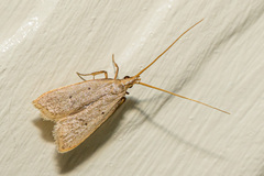 Lecithocerinae