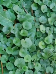 Dichondra