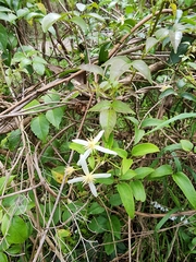 Clematis glycinoides