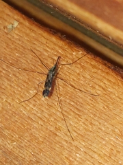 Anopheles punctipennis